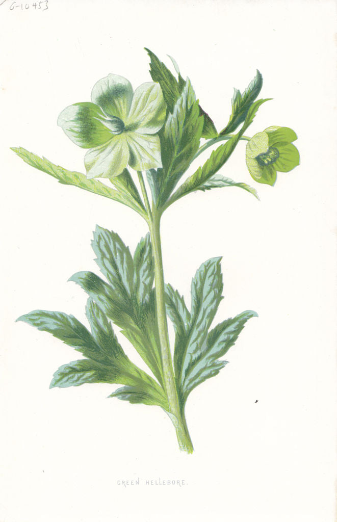 FLOWERS. Green Hellebore c1895 old antique vintage print picture